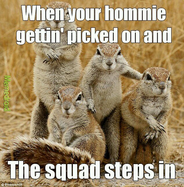 Cape squirrel life - meme