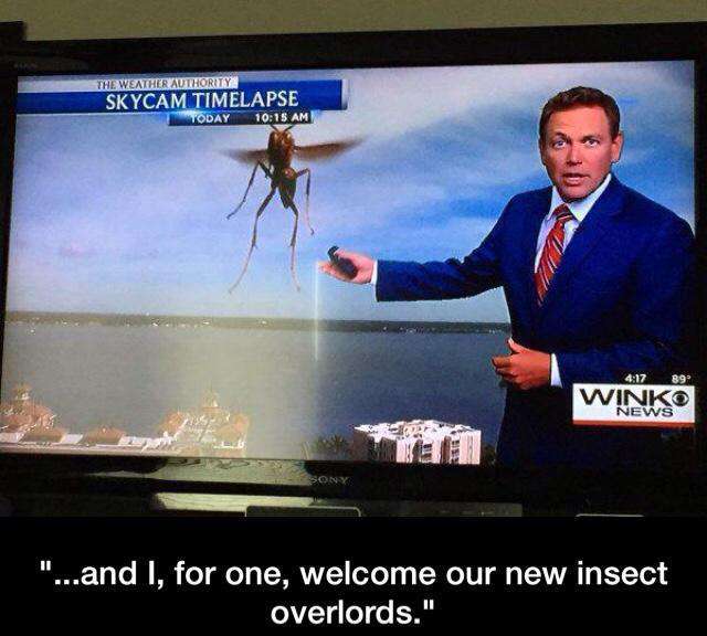Insect - meme