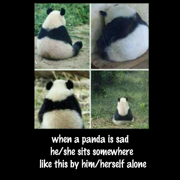 title loves panda (● • ●) - meme