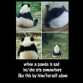 title loves panda (● • ●)