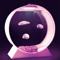 Real pet jellyfish.  A necessity for everyone.