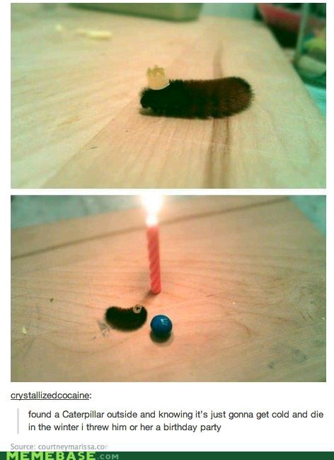 Now i wana throw a birthday party for a caterpillar! - meme