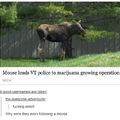 Good guy moose