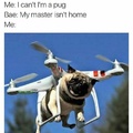pugs all the way