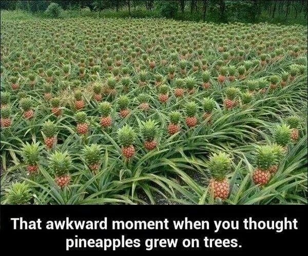Pineapples - meme