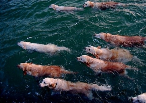 The great migration of the noble retriever fish - meme