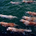 The great migration of the noble retriever fish