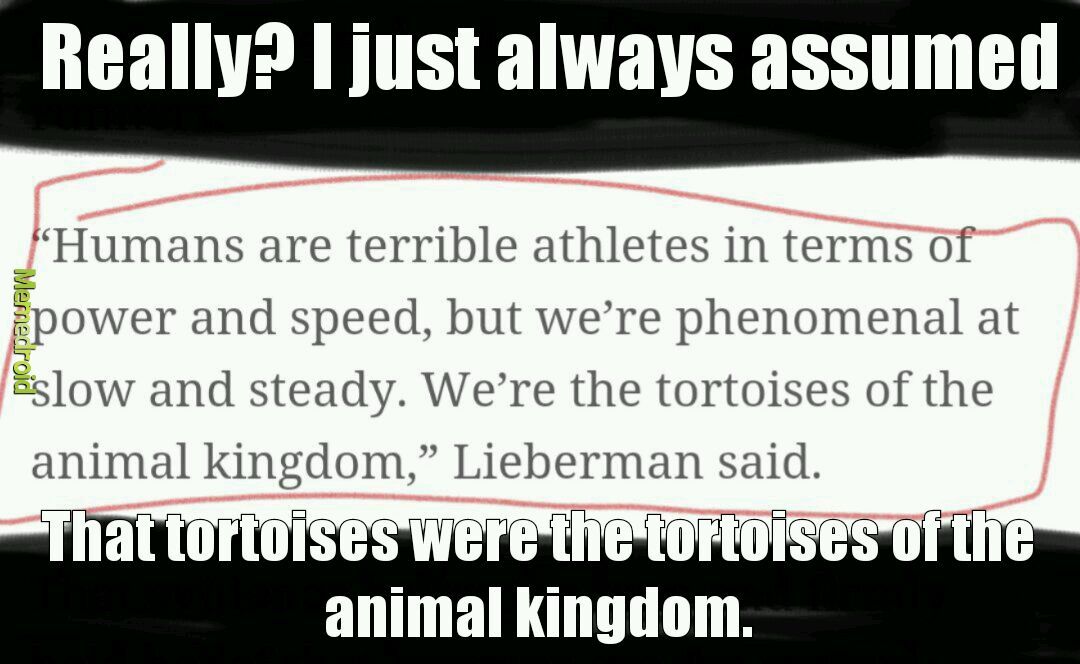 Tortoises dude - meme