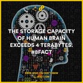 human brain capacity