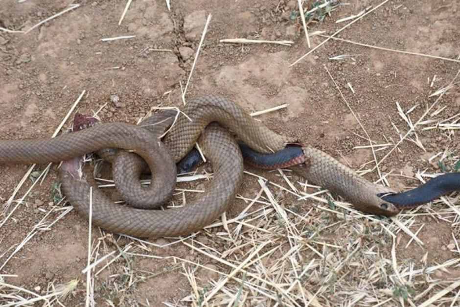 2 dead snakes in Australia - meme