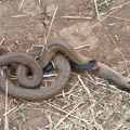 2 dead snakes in Australia