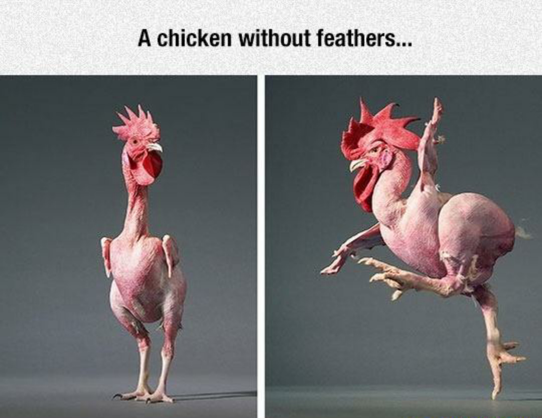 Please save the feathers - meme