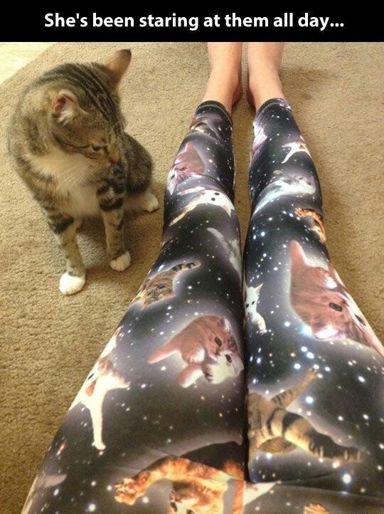Not my cat, but i need those leggings - meme