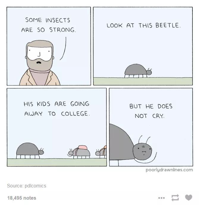 What a brave beetle - meme