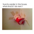 spider shit