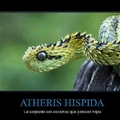 Atheris Hispida