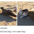 Land dog + water dog = later dog. I am a later dog