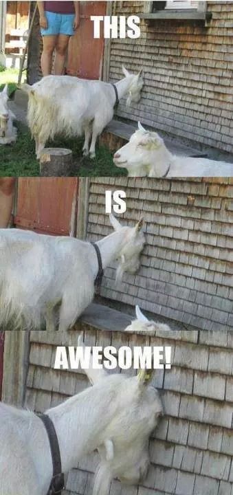 is Awesome. . - meme
