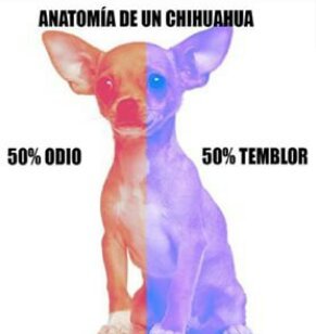 Chihuahua - meme