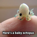 It's a tiny kraken
