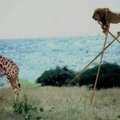 C'est l histoire d'un lion qui veut être une girafe (´･_･`)