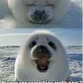 CUTE SEAL OF APPROVAL
