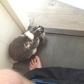 Everytime I go poop.. (his name's Elmo btw)