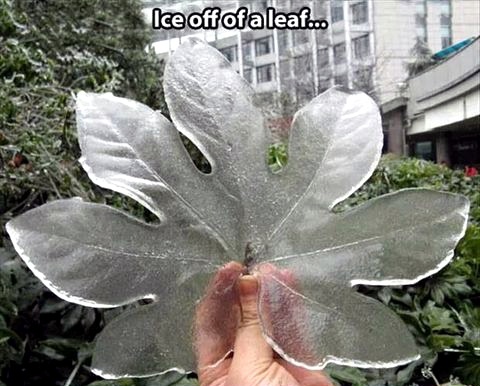 Pretty cool ice leaf - meme