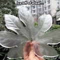 Pretty cool ice leaf