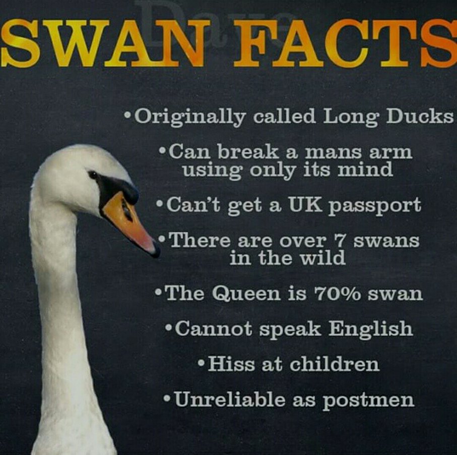 Fuck swans - meme
