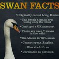 Fuck swans