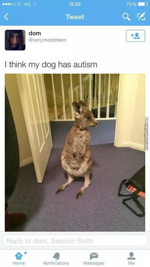 Its a dog, comments argue about it - meme