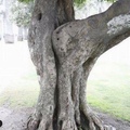 Juste un arbre :)