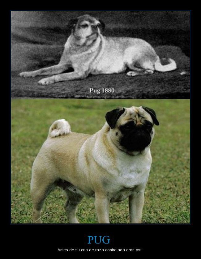 Pug, antes y ahora - meme