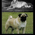 Pug, antes y ahora