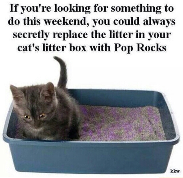You're all kitty litter - meme