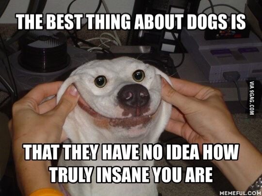 Dogs are the best. - meme