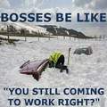 Bosses be like