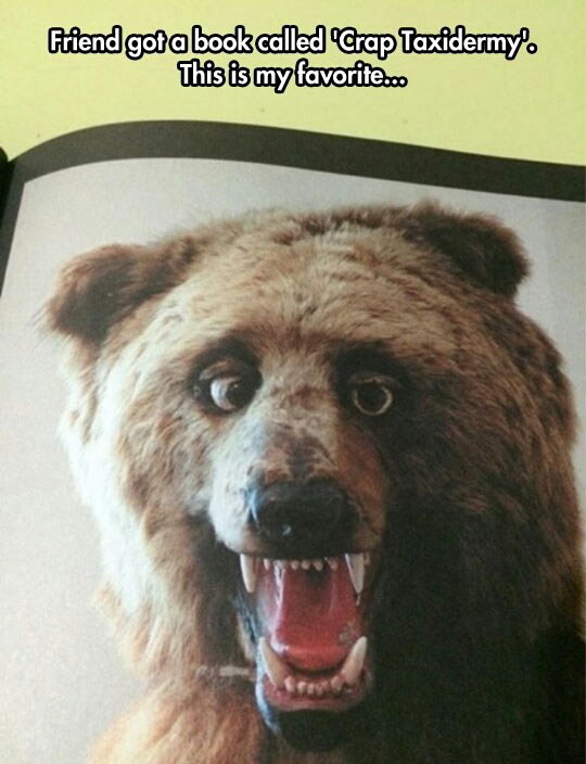 Special bear - meme
