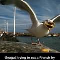 Good job seagull!!