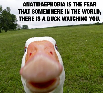 Anatidaephobia - meme