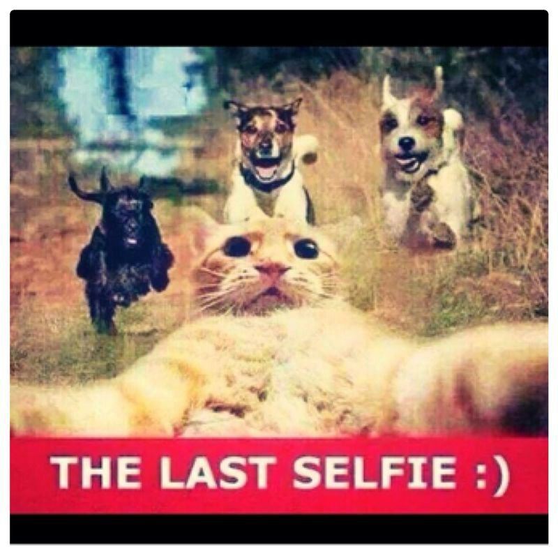 the last selfie - meme