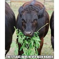 The steaks are higher