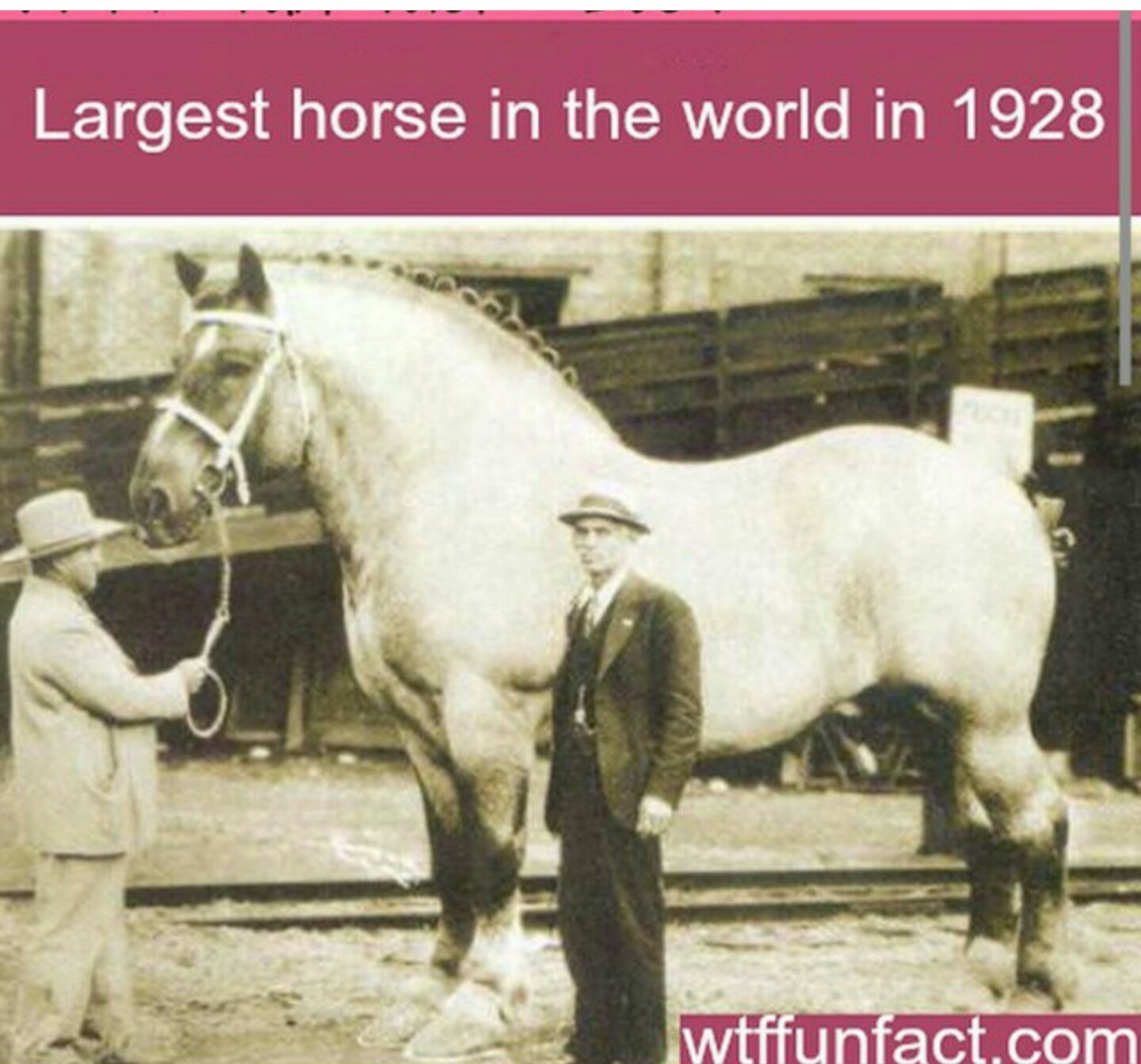 Самая высокая лошадь в мире Самсон мамонт