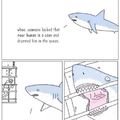 shark rescue