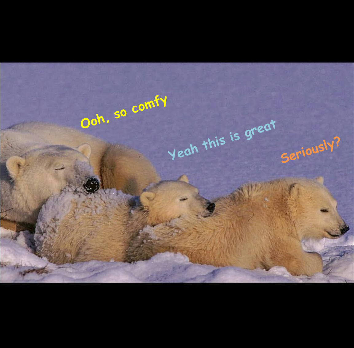 Polar bears really love comfort. - meme