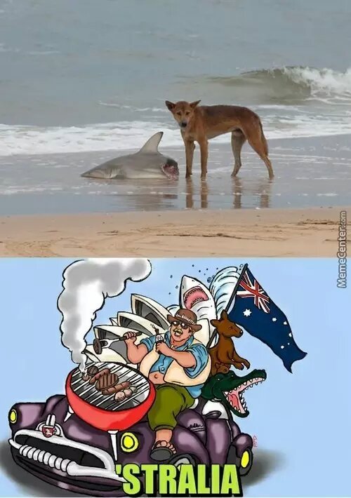 stralia dogs eat shark - meme