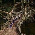 Living bridge of tree roots