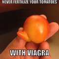 Tomato boner