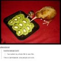 kiwi eats kiwi